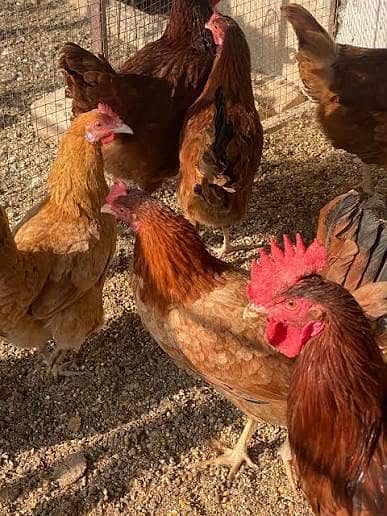 Desi hens |Egg laying |Golden misri |Home breed