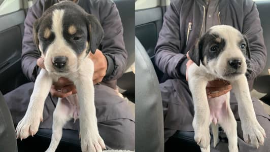 Pointer puppies urgent for sale