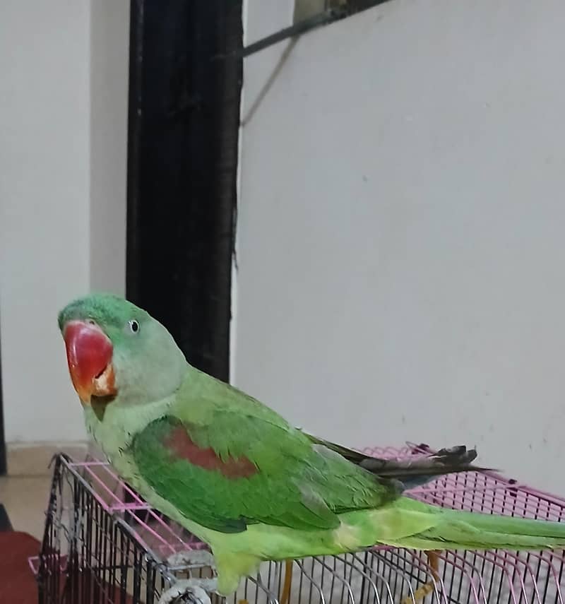 parot 0