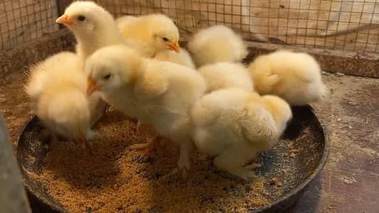 White Heavy Buff Chicks and Eggs 03204143422