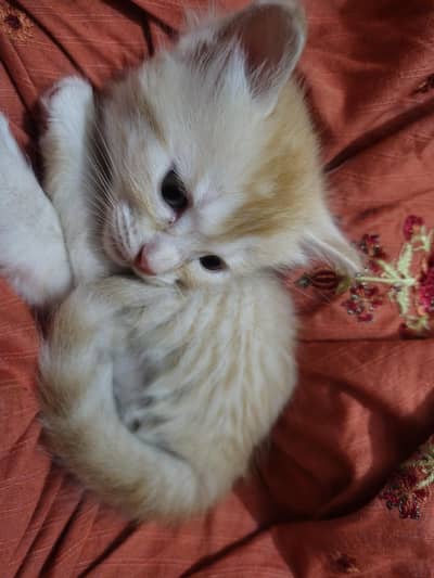 Persian Mixed breed Kittens
