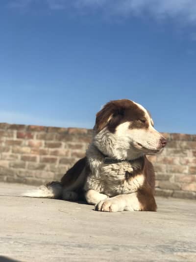 husky+Labrador cross female