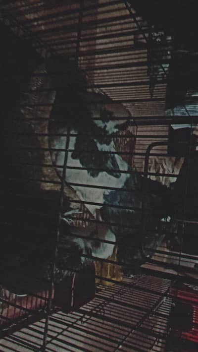 Laka Pigeons For Sale