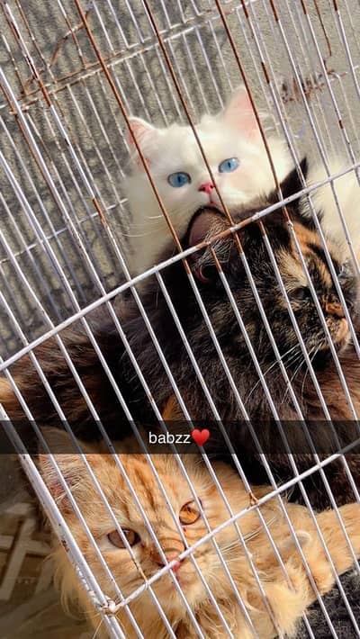 Persian Cats triple coat