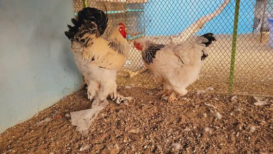 Brahma breeder pair