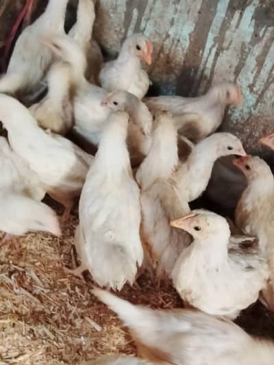 layer lsl All vaccination compl150 piece health and active 10 week age