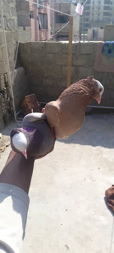 mukhi Ka breedar pair hy