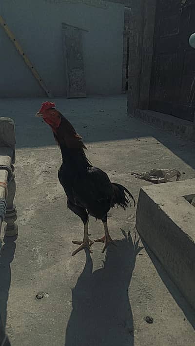 Aseel Thai Cross Imported