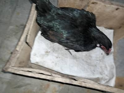 Long hight ki kurak  pure white madi hai.