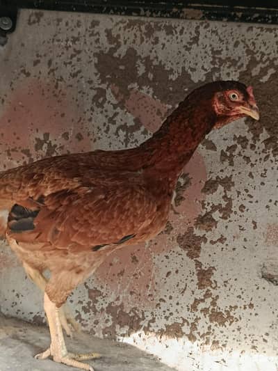 Top quality old bloodline Madi