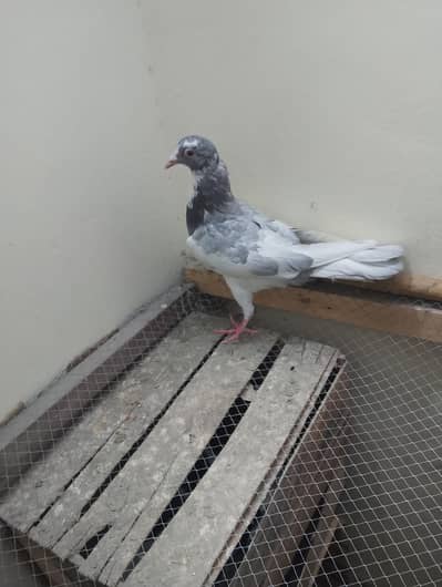 pigeon 