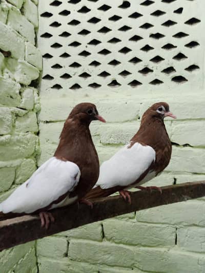 Lal khal guldar 0 Kali patha