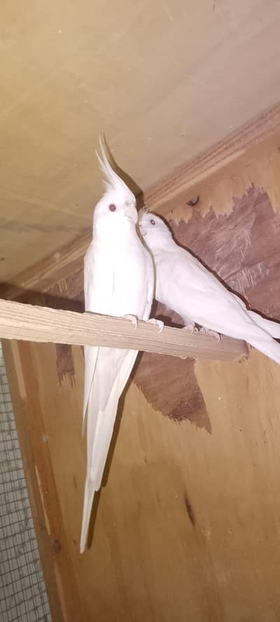 Pure albino coctail parrot