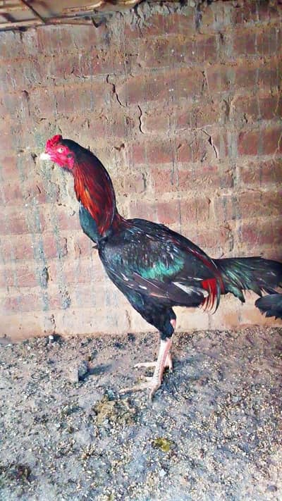 Pure Aseel Pair – 1 Male 2 Female Healthy Birds 0.3. 2.8. 5.0. 4.9. 7.2. 7