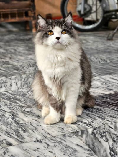 Cat Bili Cute Cato For Sale