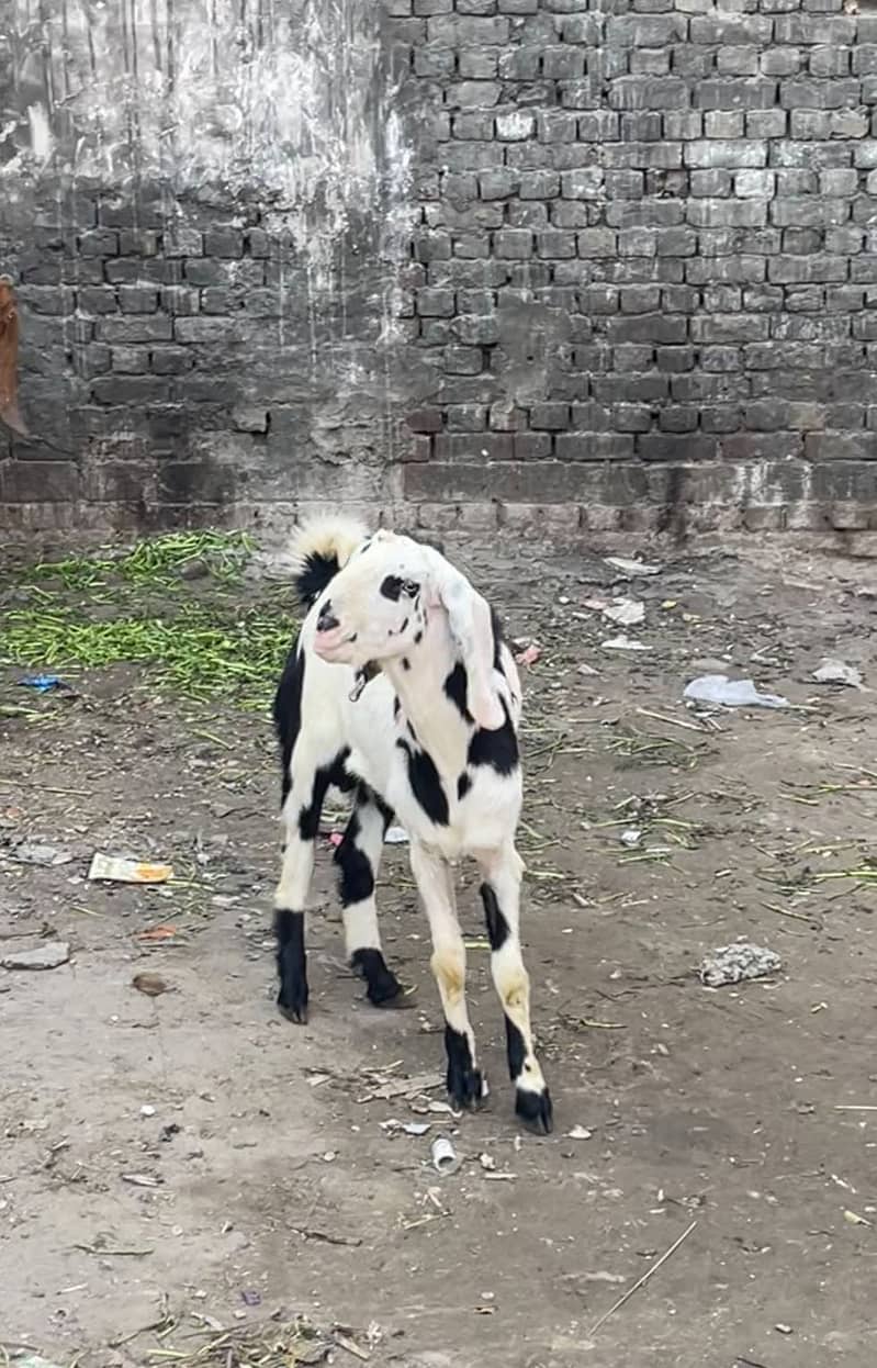 Goat bakra 0