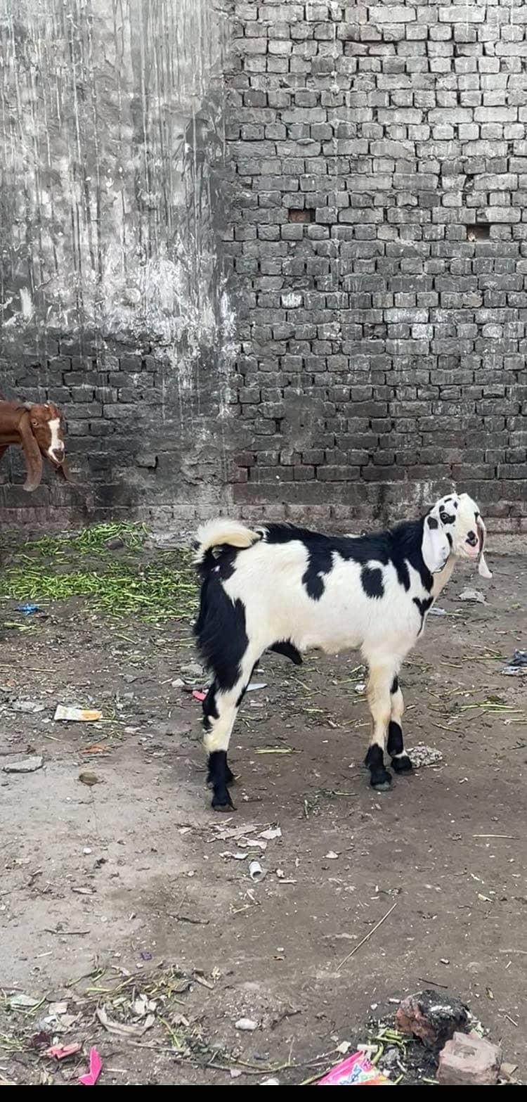 Goat bakra 1