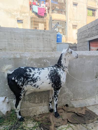 Top Quality Teddy Female