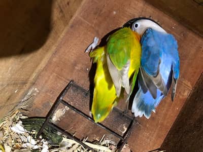 Love bird breeder and fresh pathay