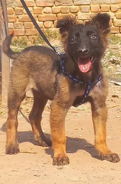 pure Belgium melinos male puppy best quality healthy and active