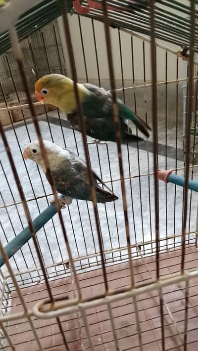 lovebird breeder pair. Negotiable