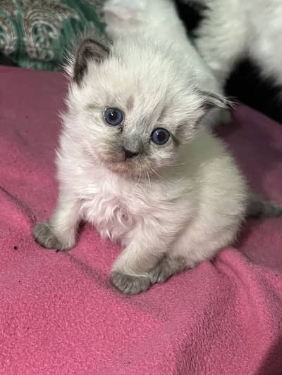 pair long coat persian cats