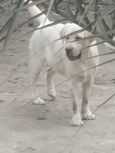 Labrador pedigree female for sale