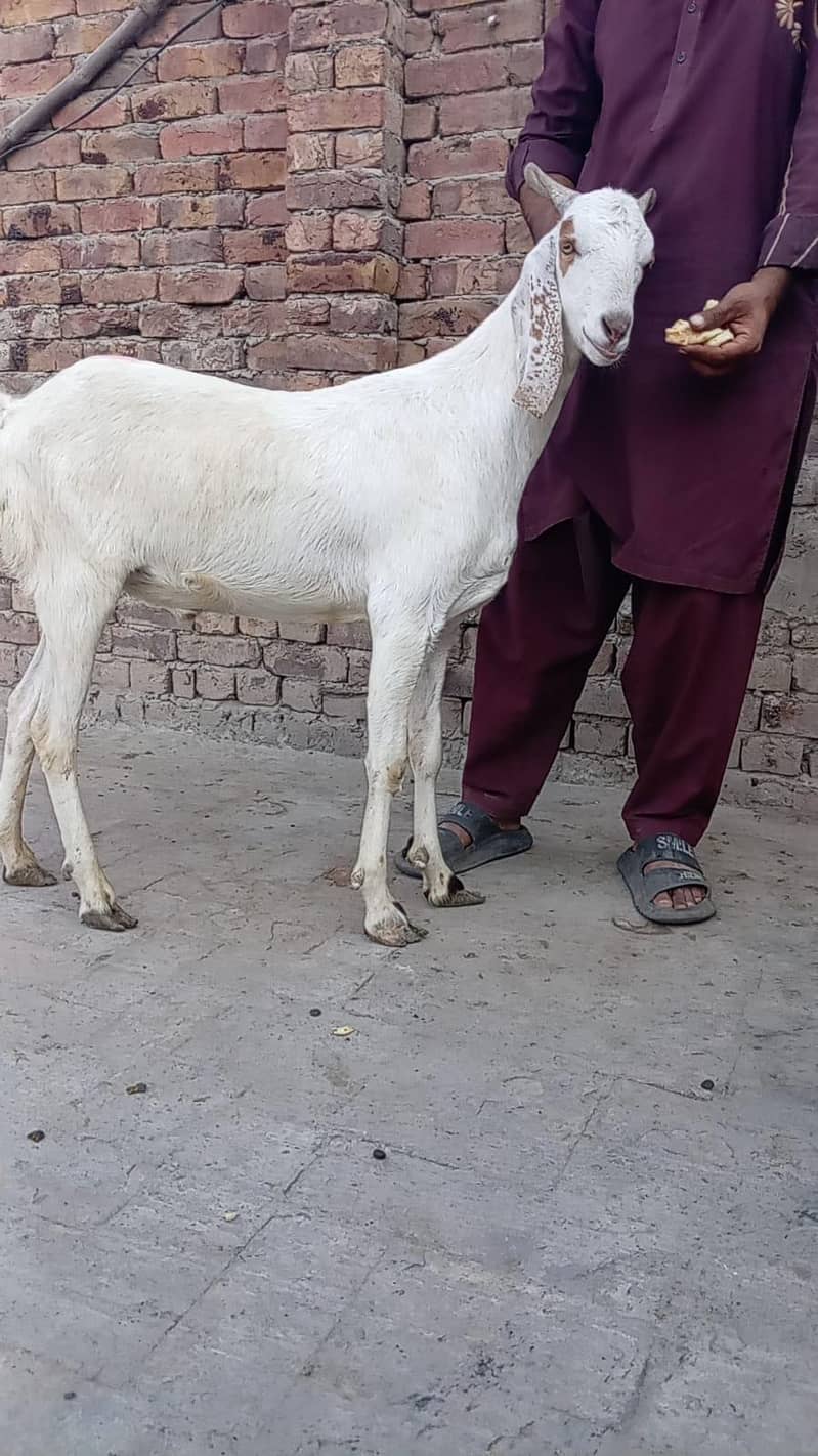 bakra 0