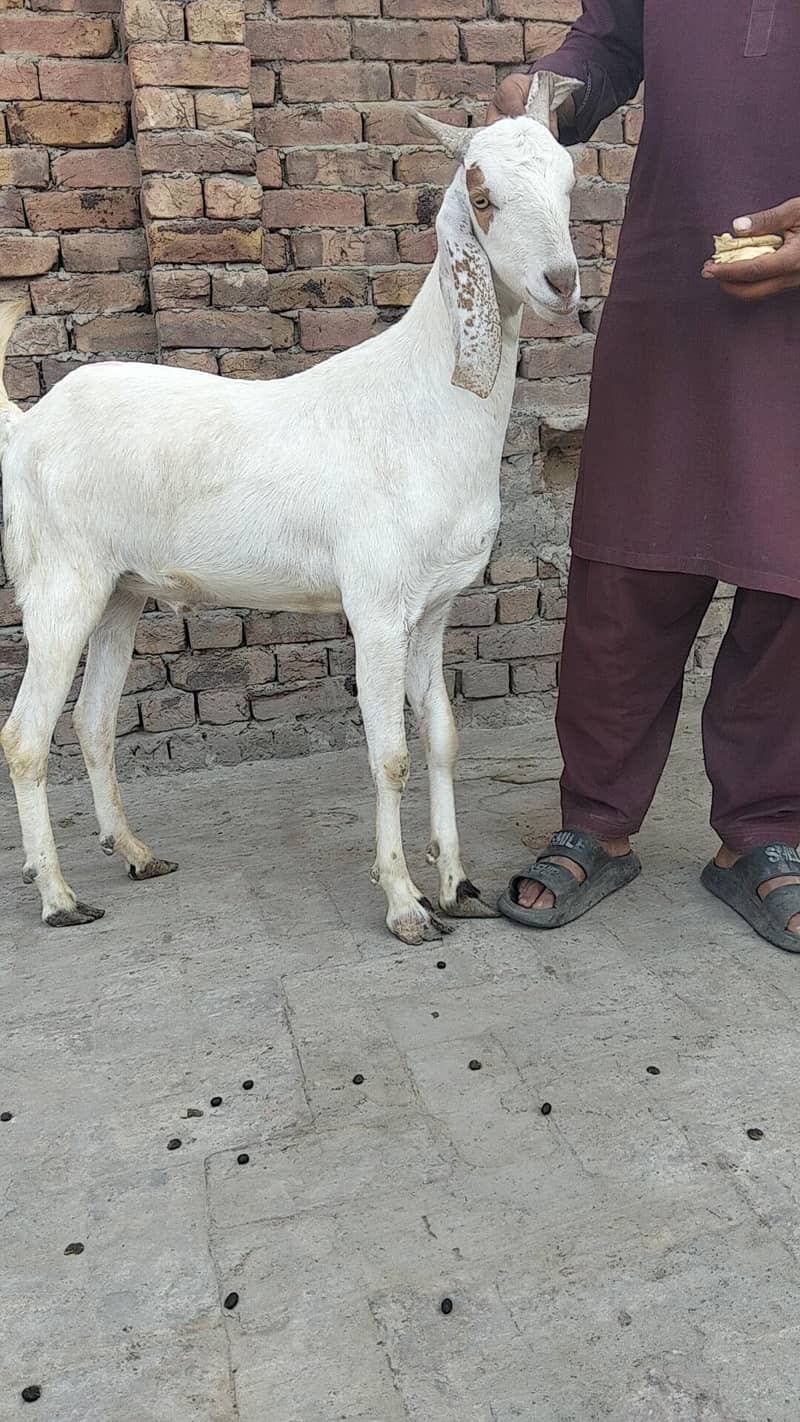 bakra 1