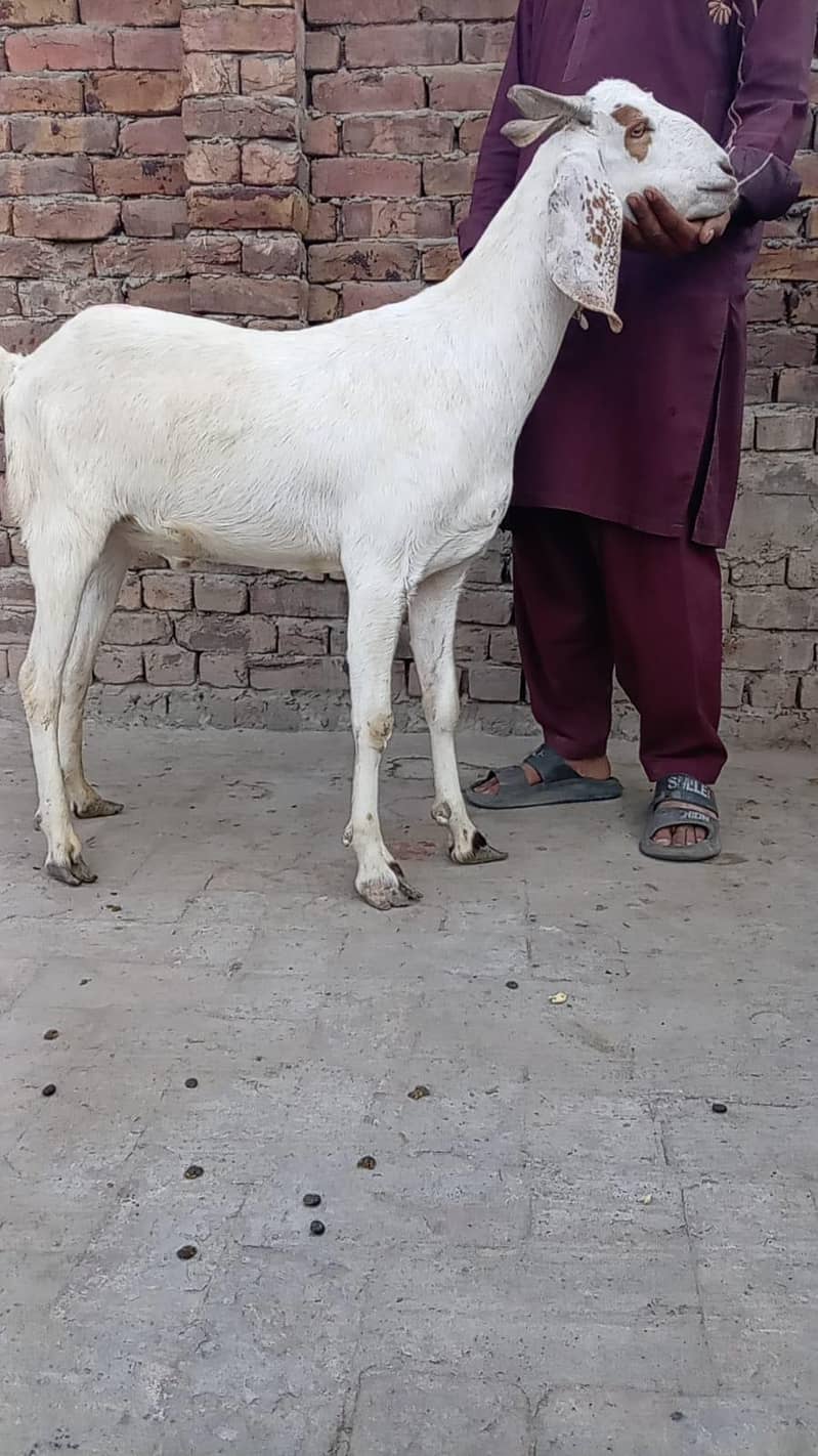 bakra 2