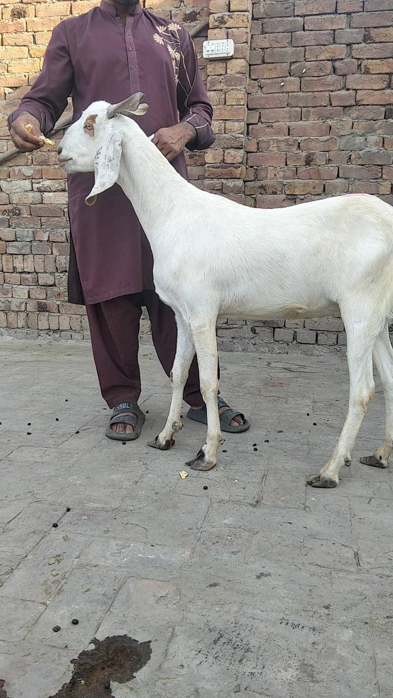bakra 3