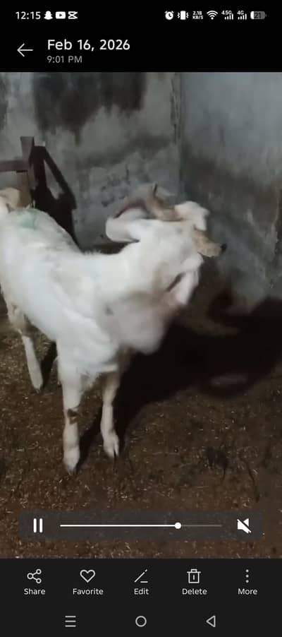 white bakra