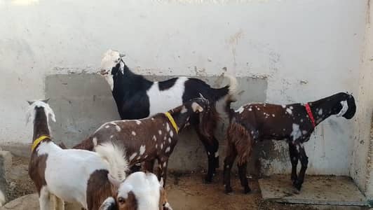 beetal h urgent sale breeder h