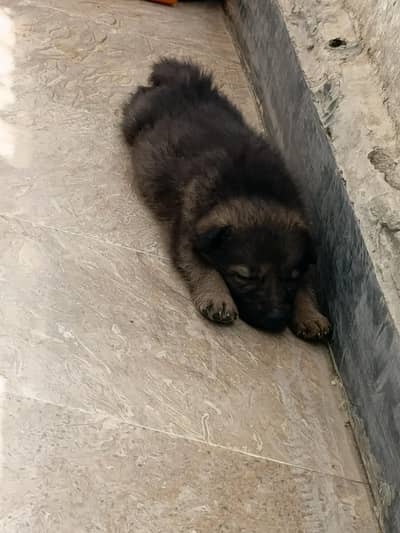 Pure German Shepherd Puppy