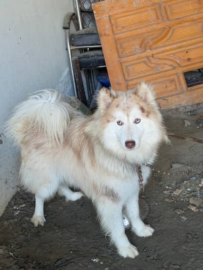 Husky Male (1 year old)
