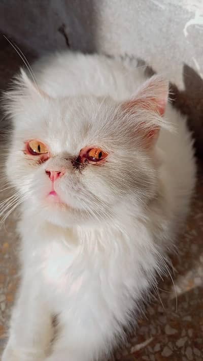 Persian female cat extreme punch face hay