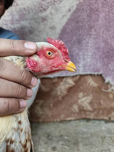 aseel Pakistan murga fore sale 2 ha