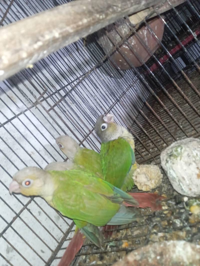 conure 1