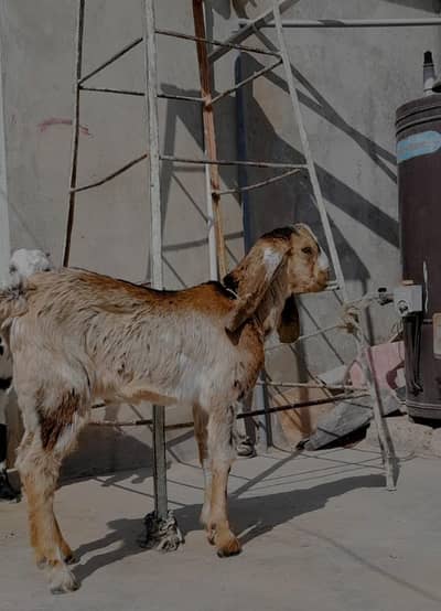 Goats for sale