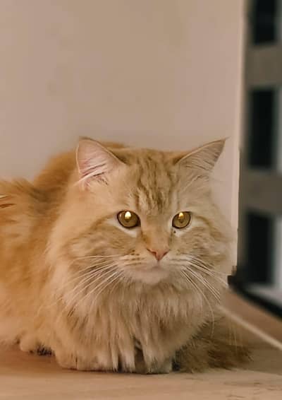 Age 1 year  Dubble coated  Vaccinated   Price 15k