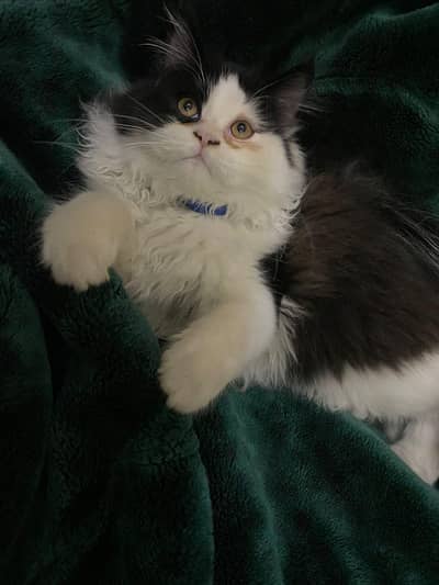 Persian Punch Face Healthy Active Vaccinated Well Trained