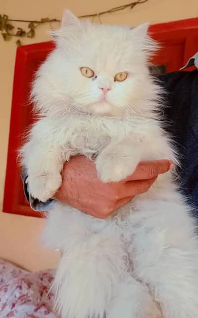Persian cat