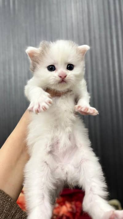 persian kitten for sale