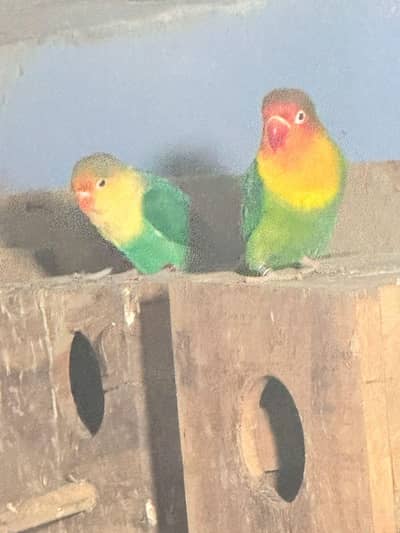 lovebirds 2 pair heyn or 1 single male he sary bahot active parrots he