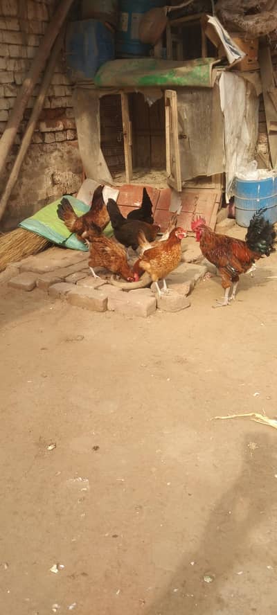 دیسی مرغی انڈوں والی ارجنٹ فار سیل 9فیمیل1میل انڈے دی رھی ھے ہ