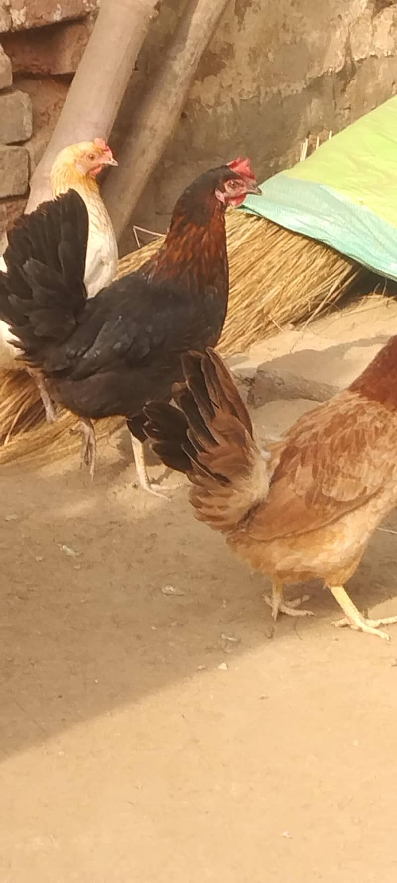 دیسی مرغی انڈوں والی ارجنٹ فار سیل 9فیمیل1میل انڈے دی رھی ھے ہ 1