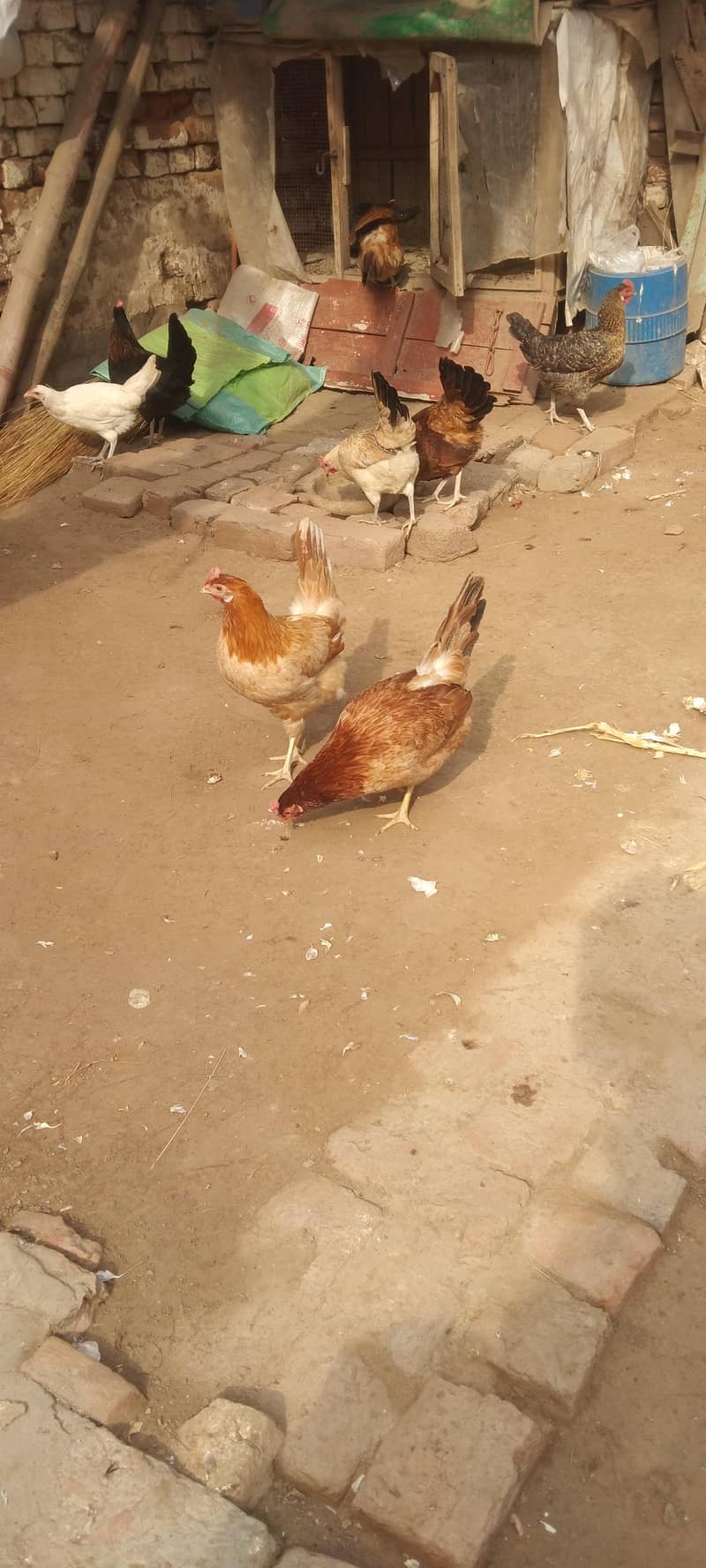 دیسی مرغی انڈوں والی ارجنٹ فار سیل 9فیمیل1میل انڈے دی رھی ھے ہ 2