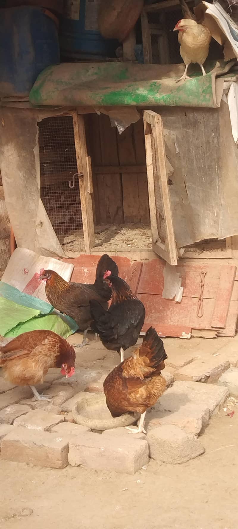 دیسی مرغی انڈوں والی ارجنٹ فار سیل 9فیمیل1میل انڈے دی رھی ھے ہ 3