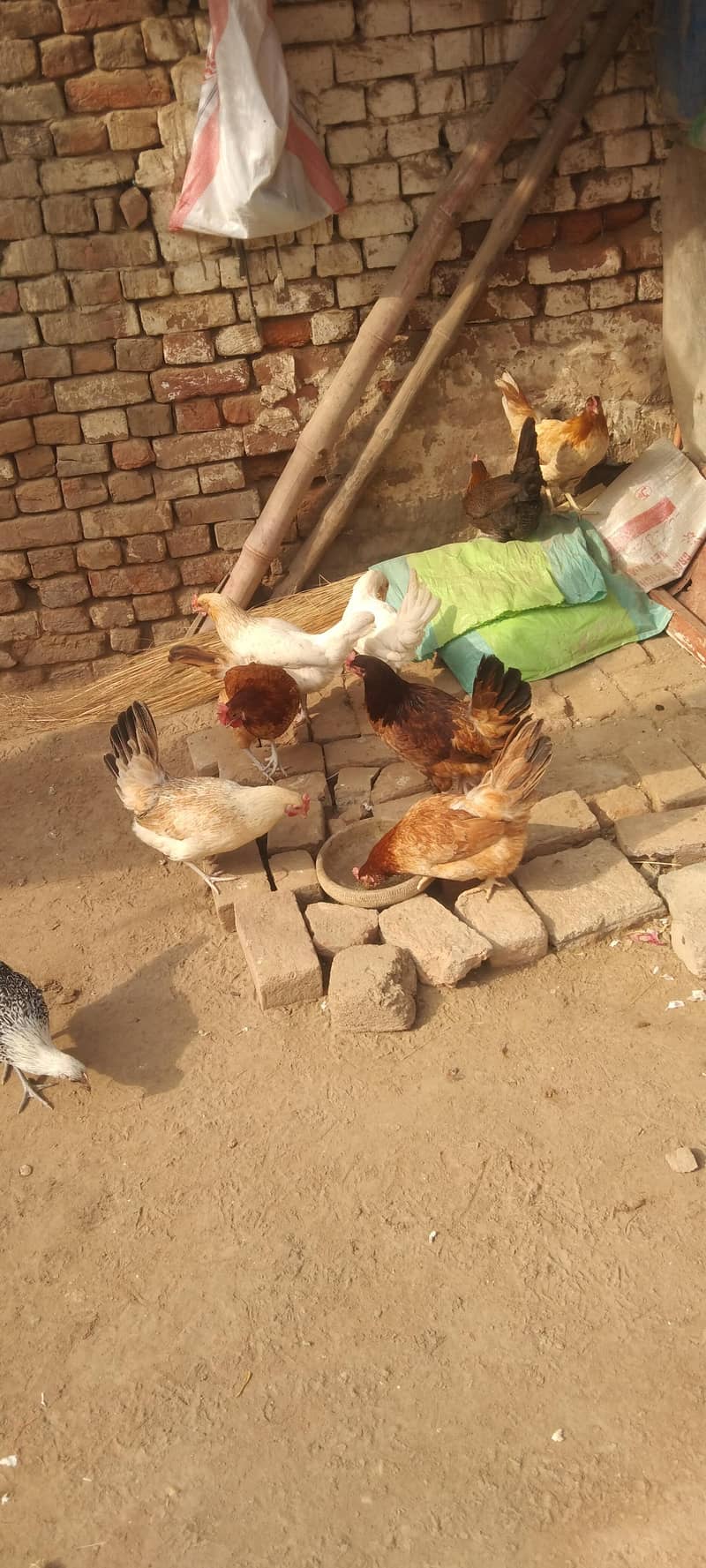 دیسی مرغی انڈوں والی ارجنٹ فار سیل 9فیمیل1میل انڈے دی رھی ھے ہ 4