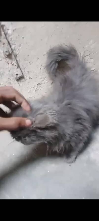 Male Persian Cat